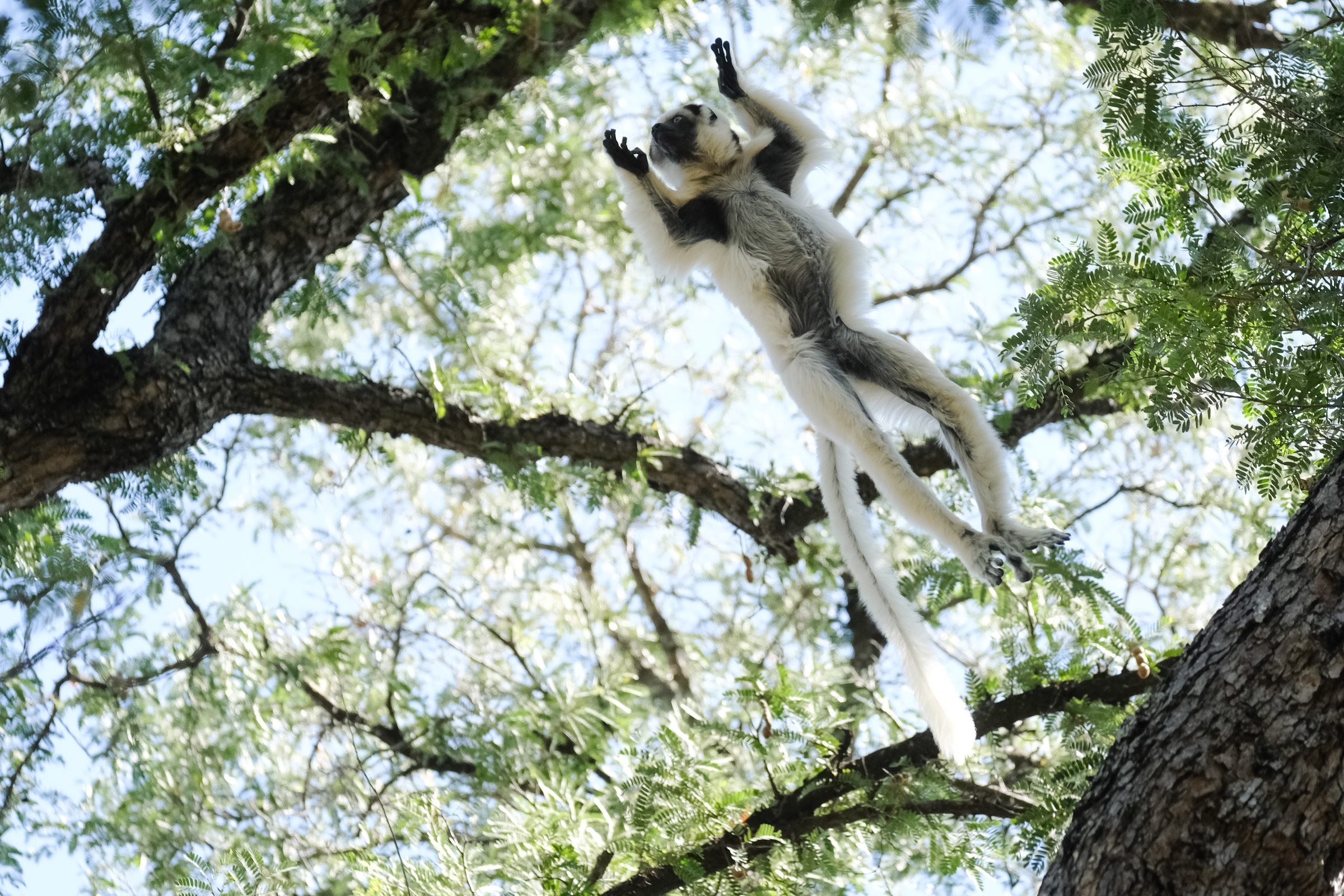 Madagascar, image 2