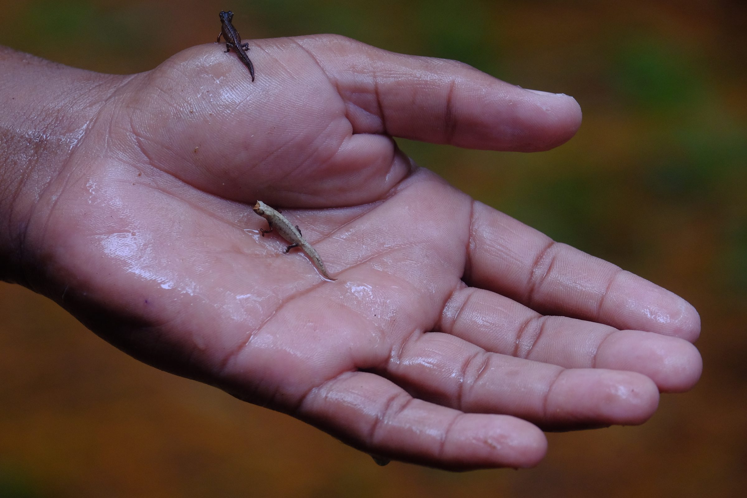 Madagascar, image 4